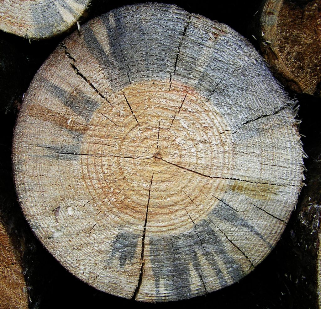 cerchi concentrici legno